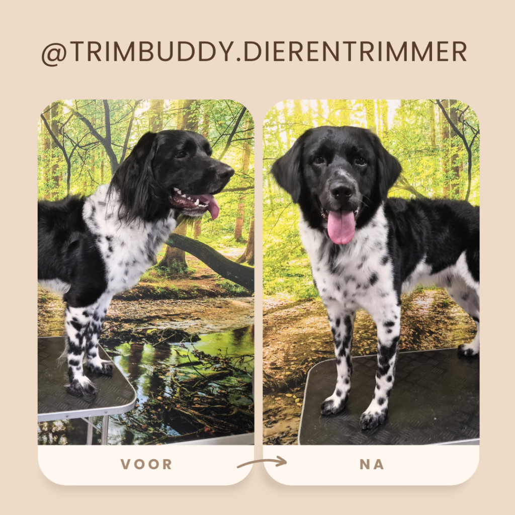 Trimsalon Trimbuddy Enschede Losser 1