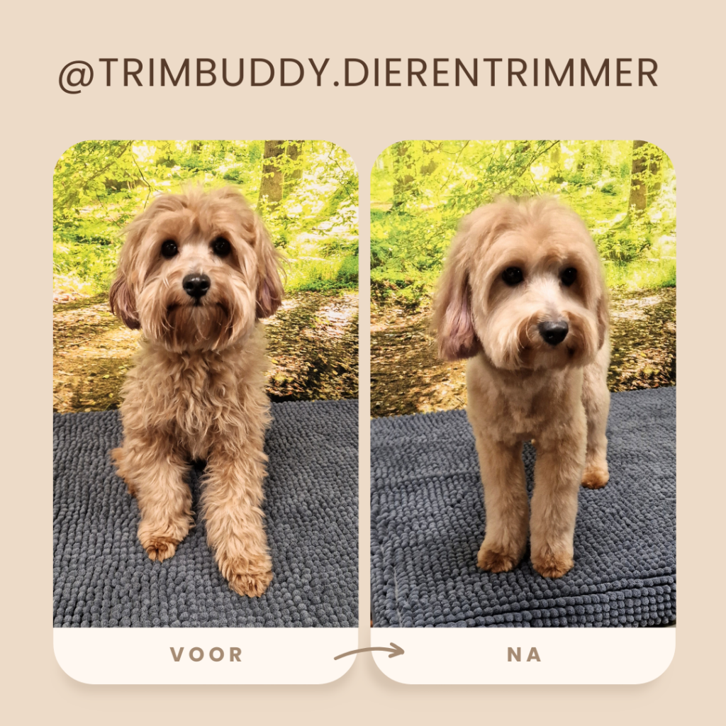 Trimsalon Trimbuddy Enschede Losser 2