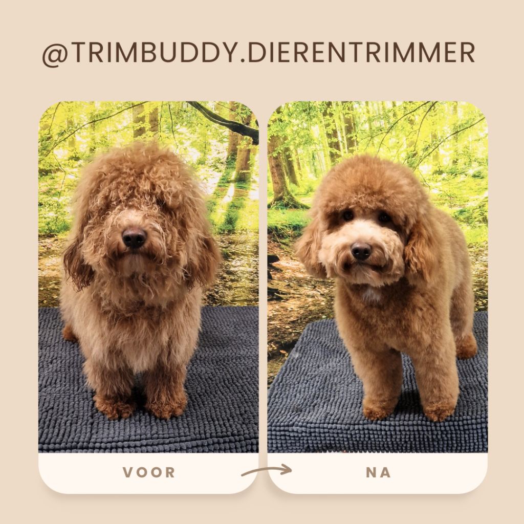 Trimsalon Trimbuddy Enschede Losser 3