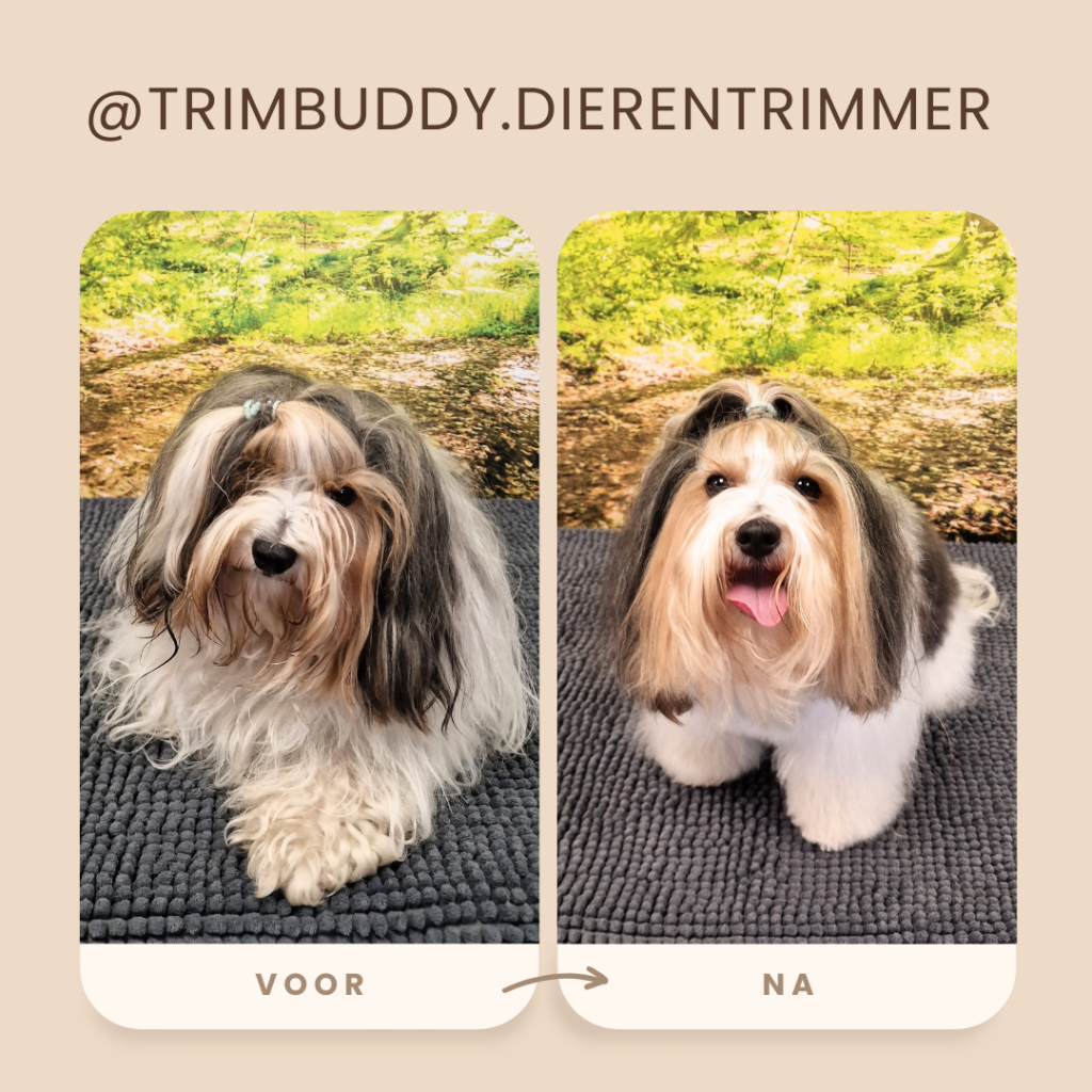Trimsalon Trimbuddy Enschede Losser 4