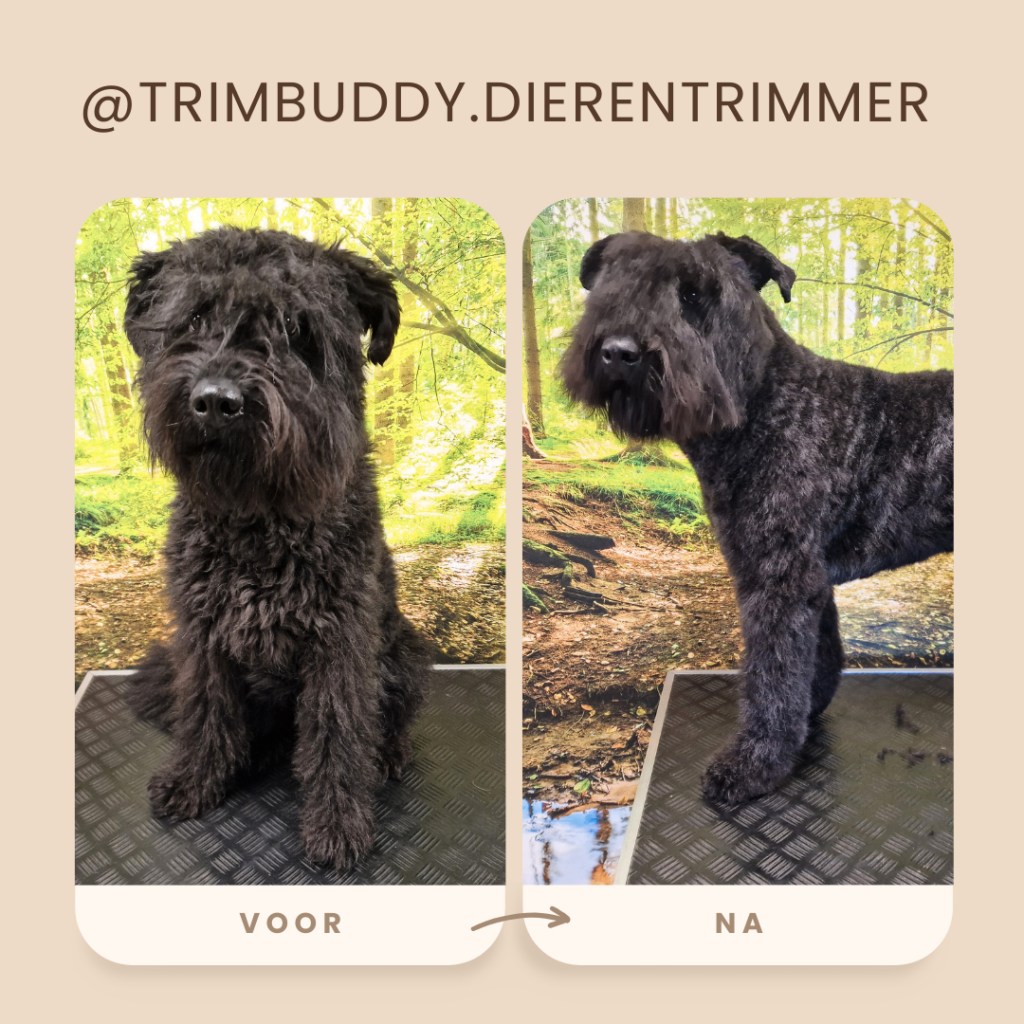 Trimsalon Trimbuddy Enschede Losser 5